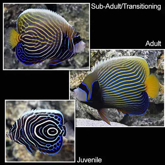 Emperor Angelfish