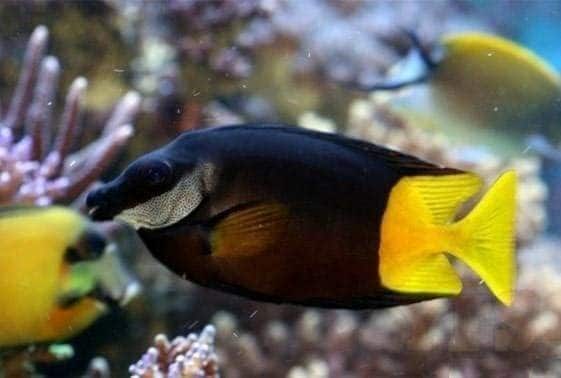 Fiji Foxface Fish