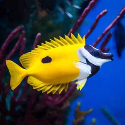Foxface Fish