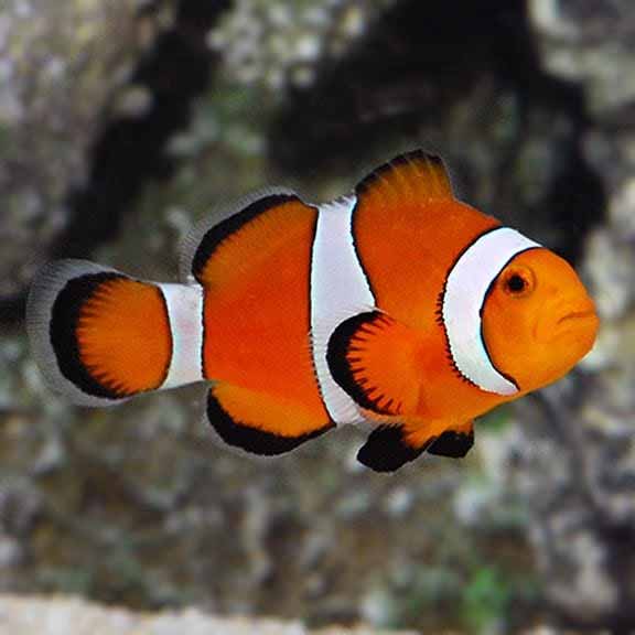 Orange Clownfish