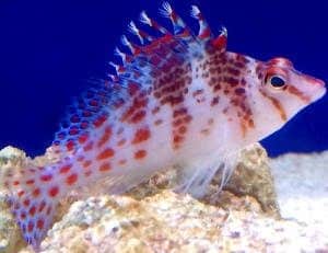 Falco Hawkfish