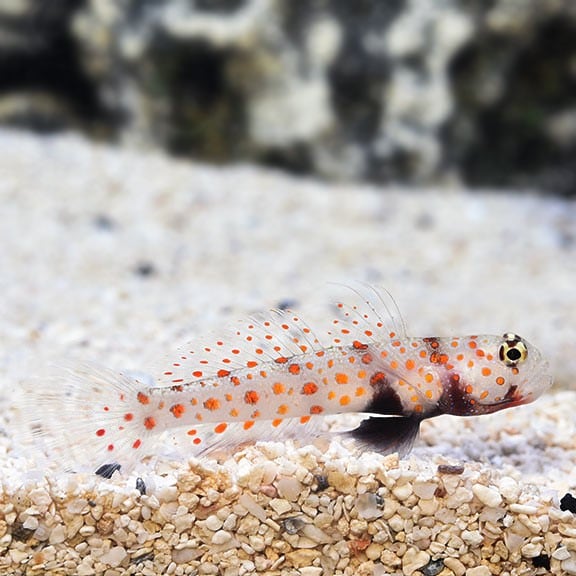 Orange Spot Goby