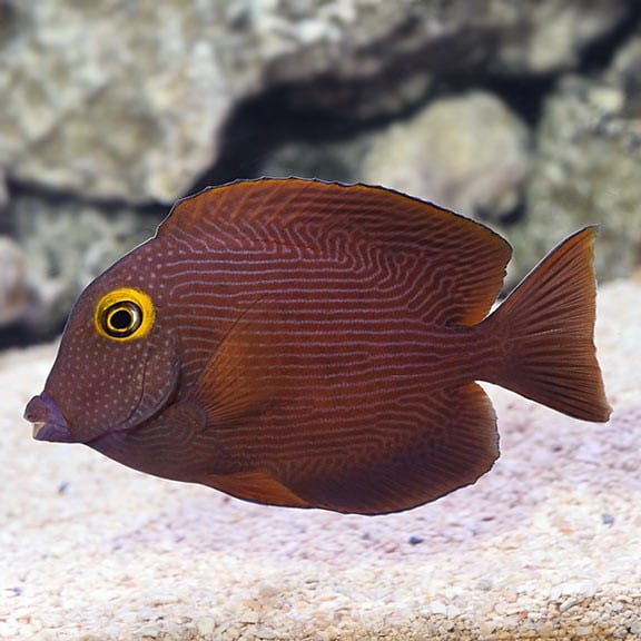 Visit Our Aquarium Rockie Williams Premier Dcjr Car Dealer visit our aquarium rockie williams