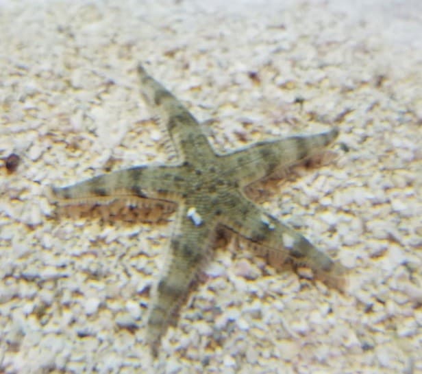 Sand Starfish